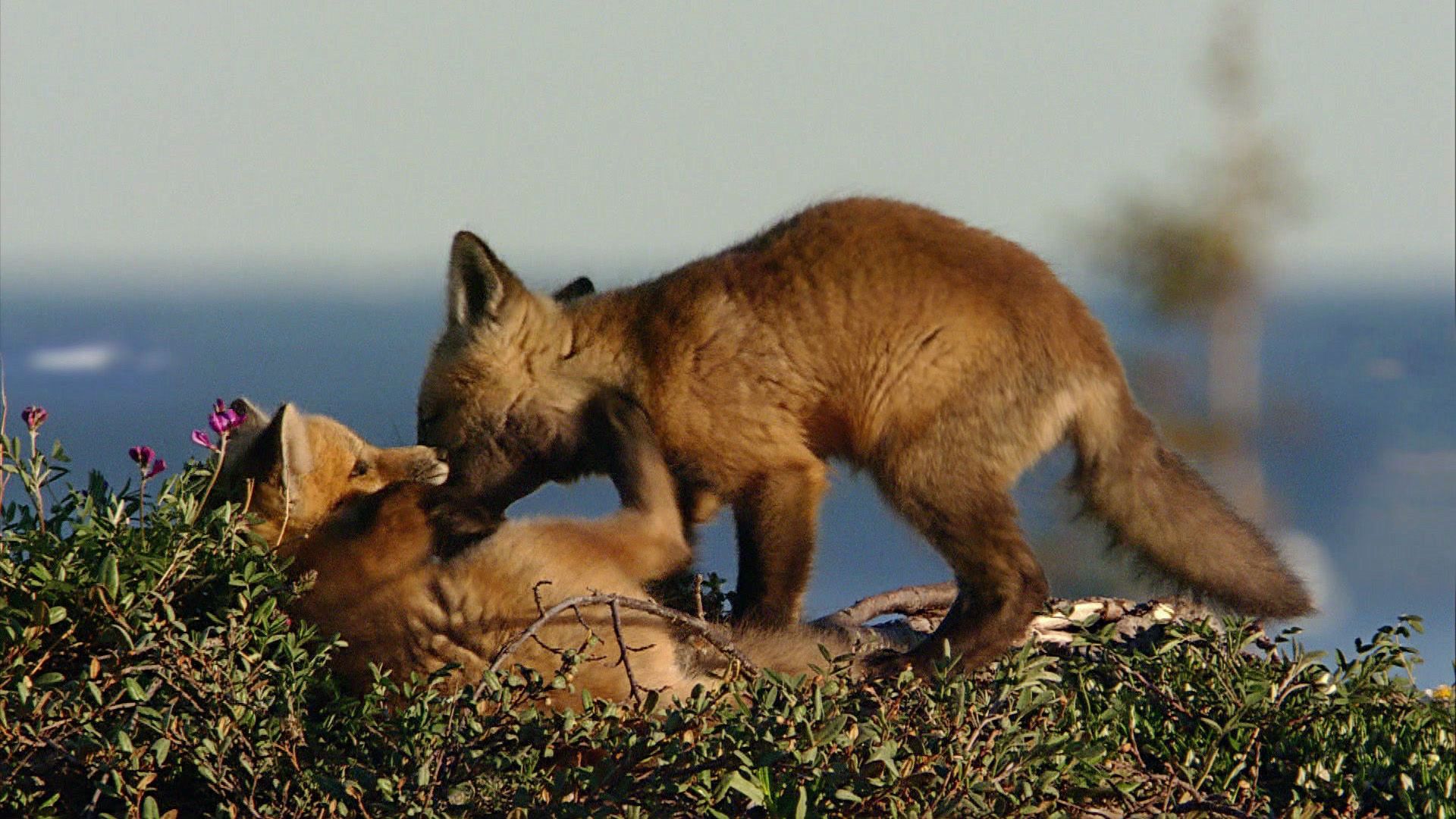 Sommerwildnis Hudson Bay