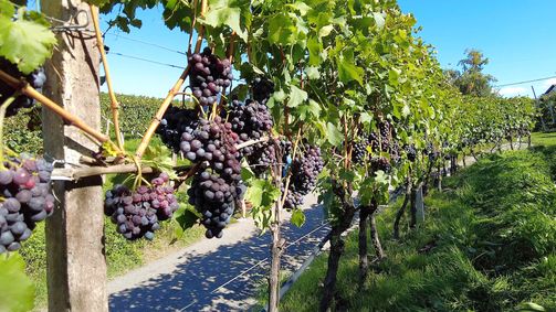 Bike Mike: Südtirol Bike Mike: Südtirol - Staffel 1 Folge 8: Montiggler Seen Runde