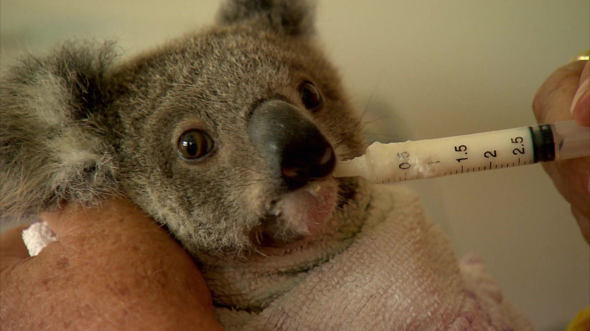 Das Koala-Hospital