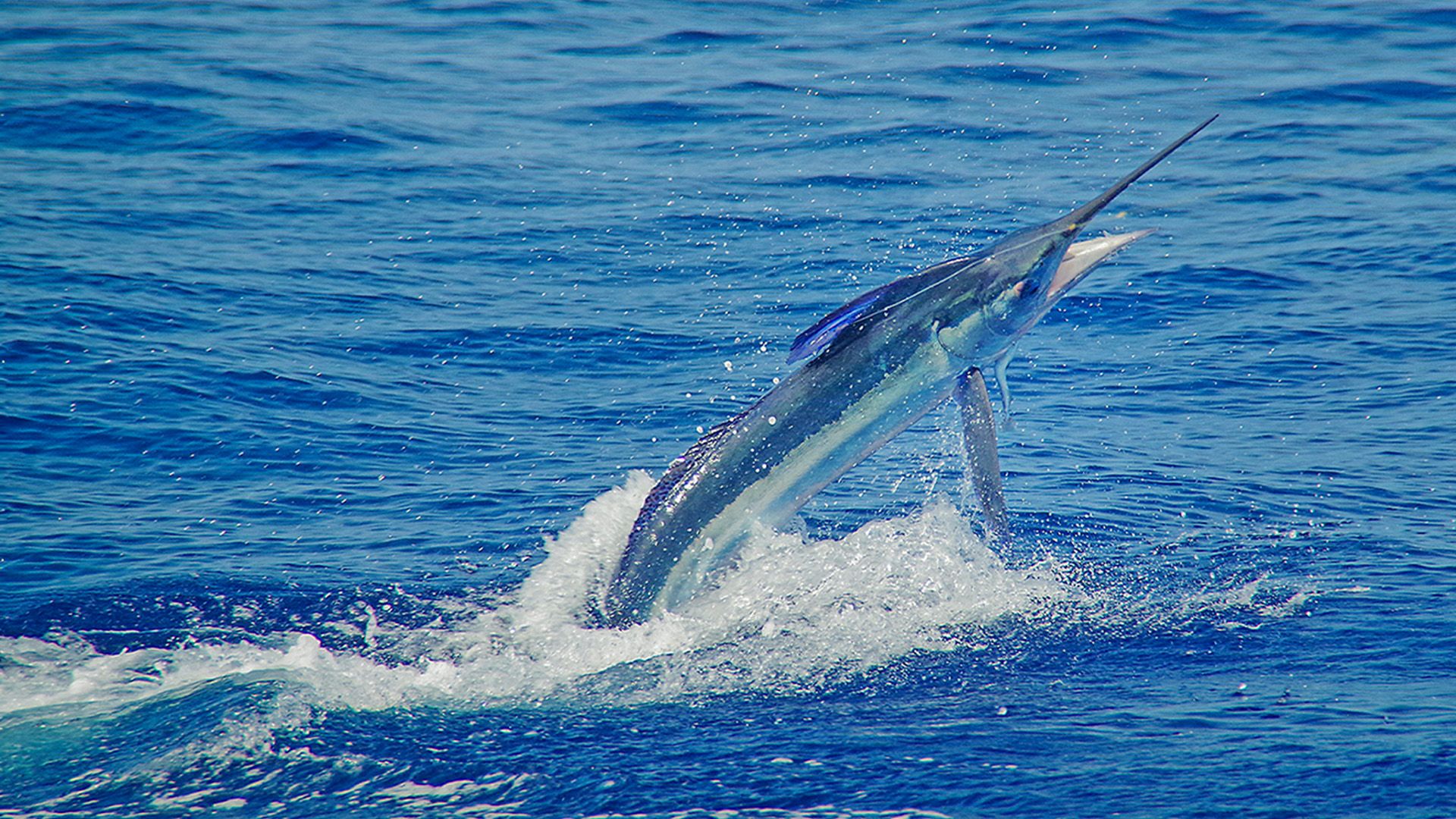 Faszination Marlin