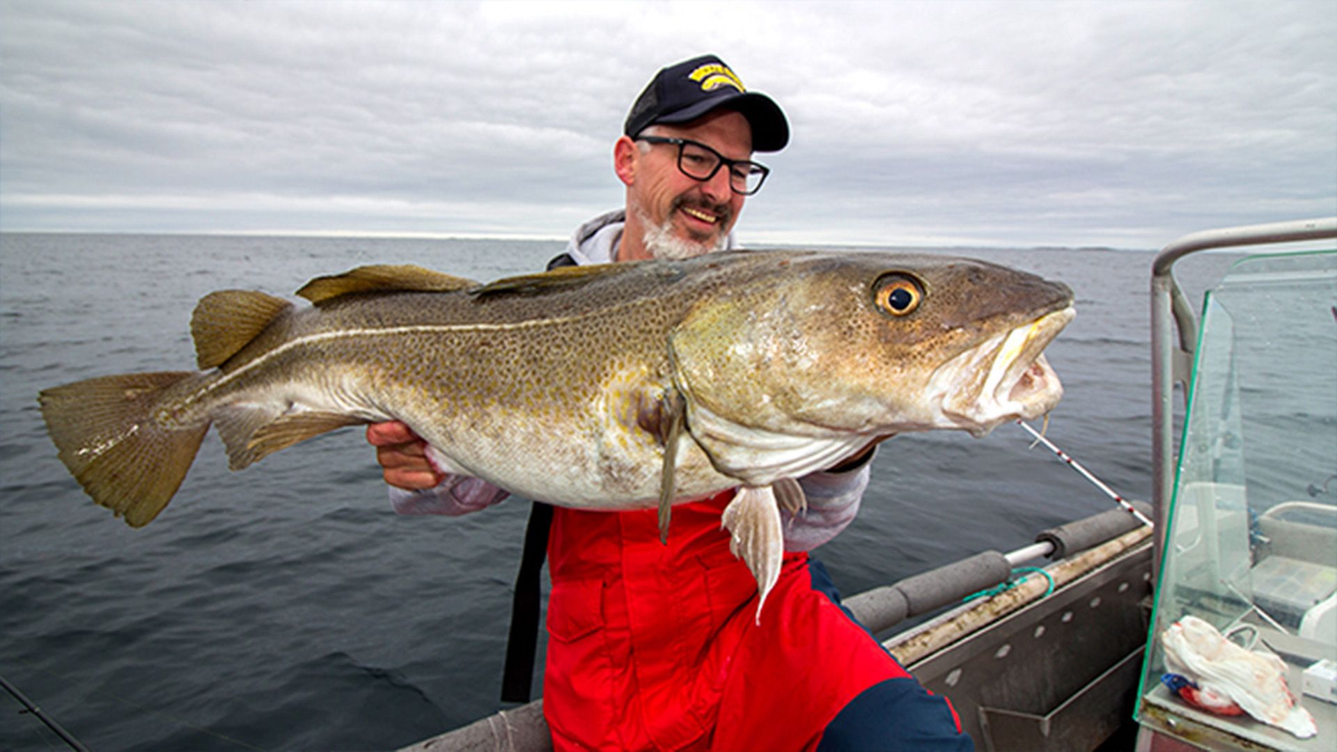 Dicke Dorsche in der Bärenbucht. Bjornvika in Mittelnorwegen