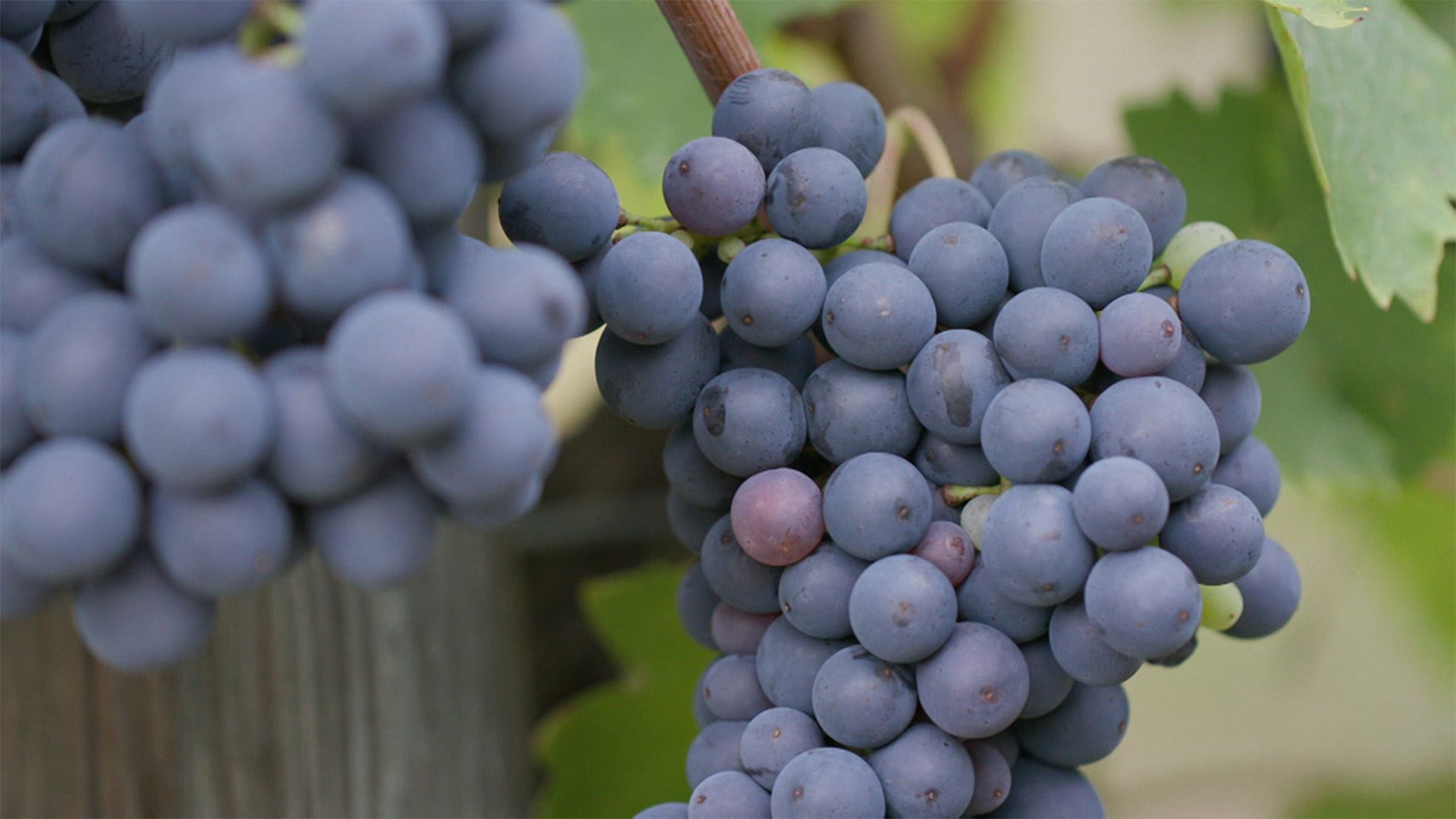 Wein - die Zukunft heißt Bio