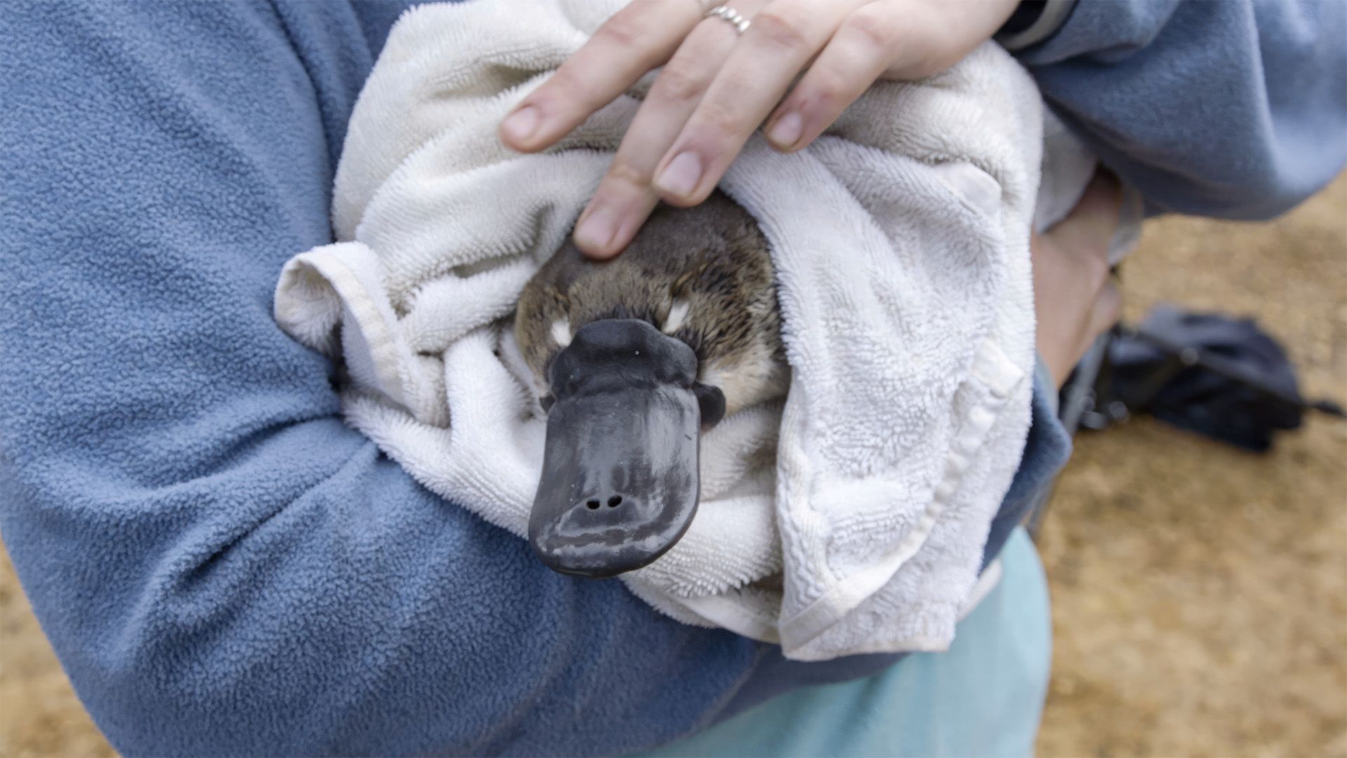 Australien - Mission Schnabeltier