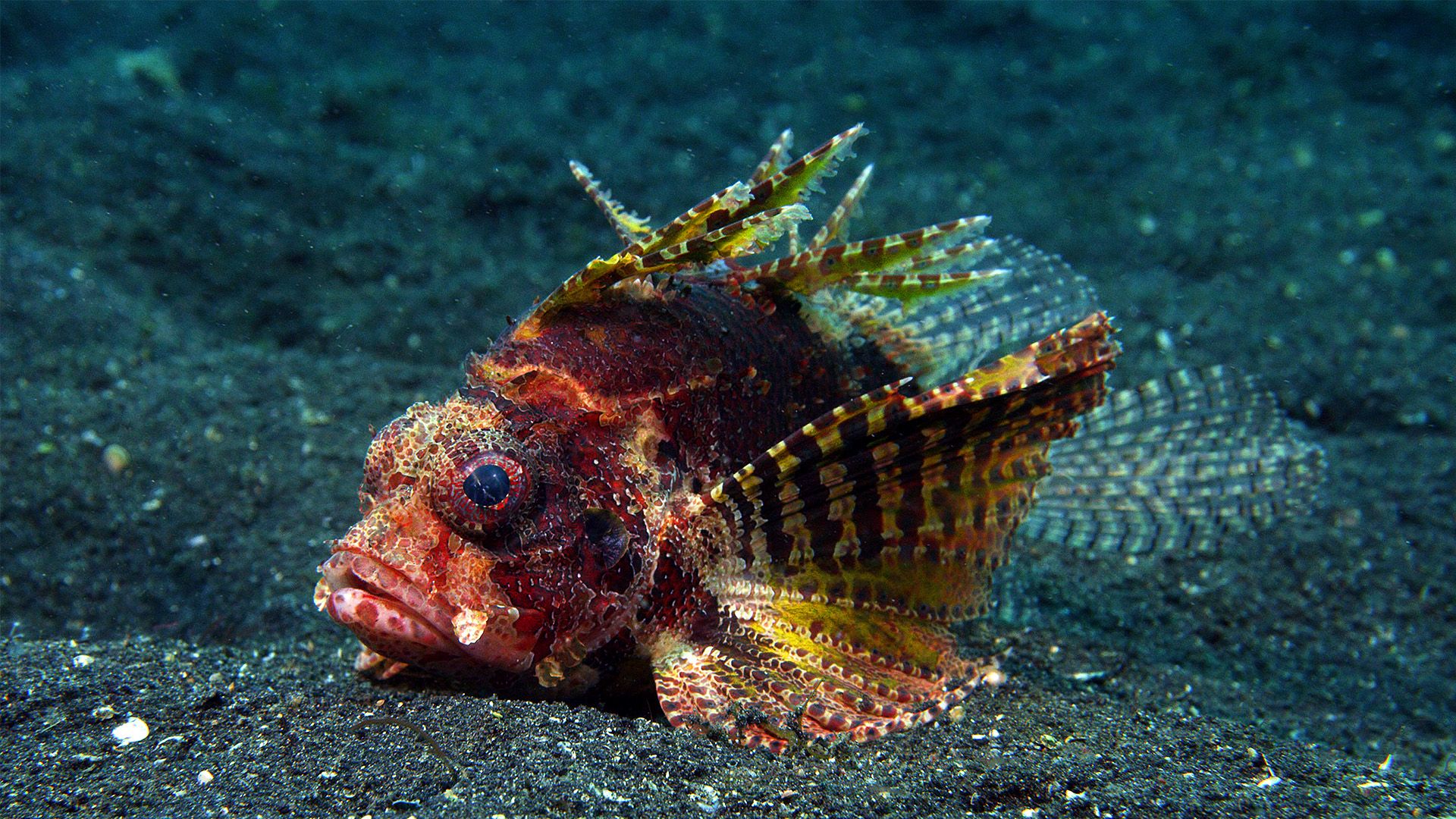 Bejeweled Fishes