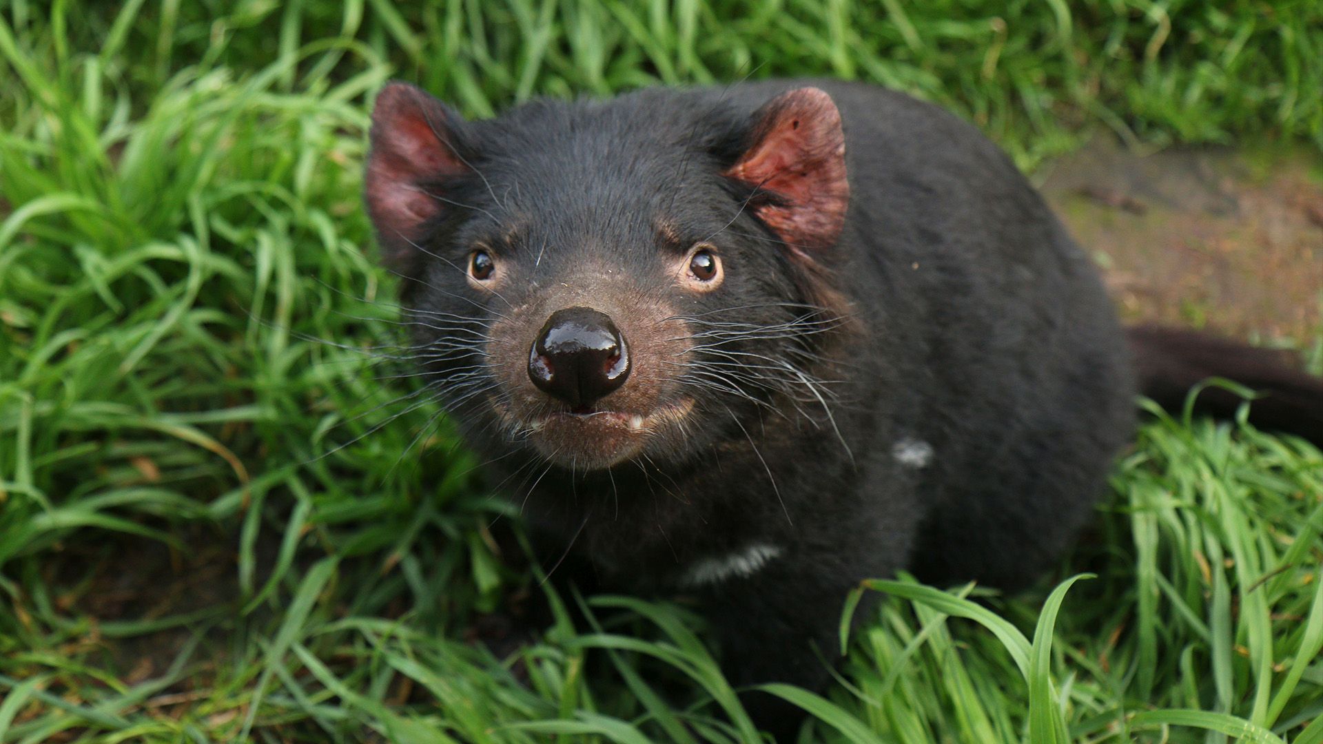 Tasmanien, Sympathie für den Teufel
