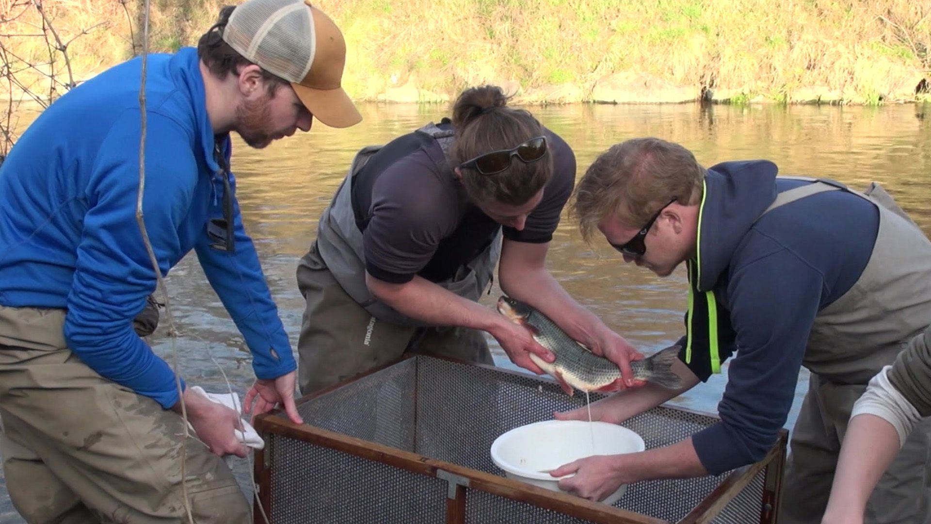 Gefährdung der Fischbestände im Donauraum