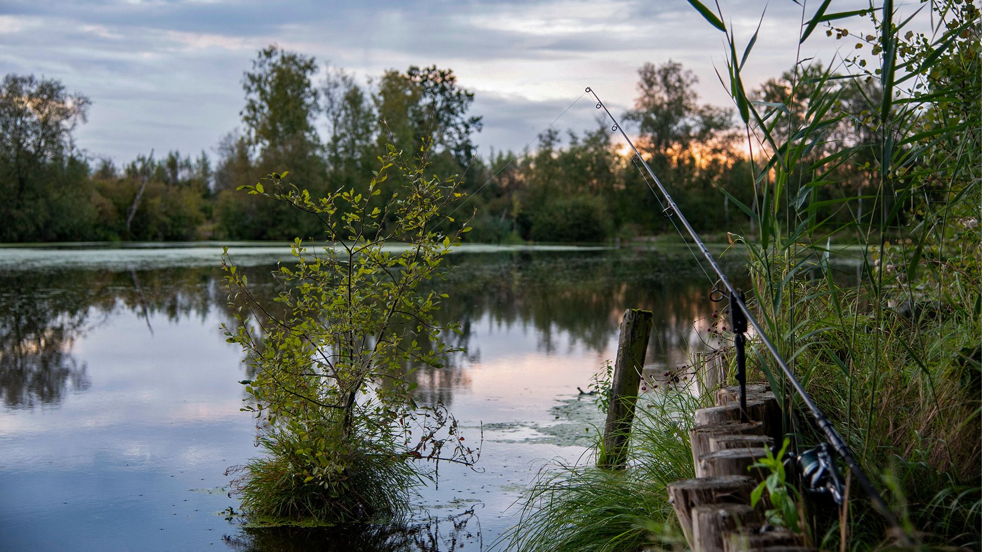 Moor Carp