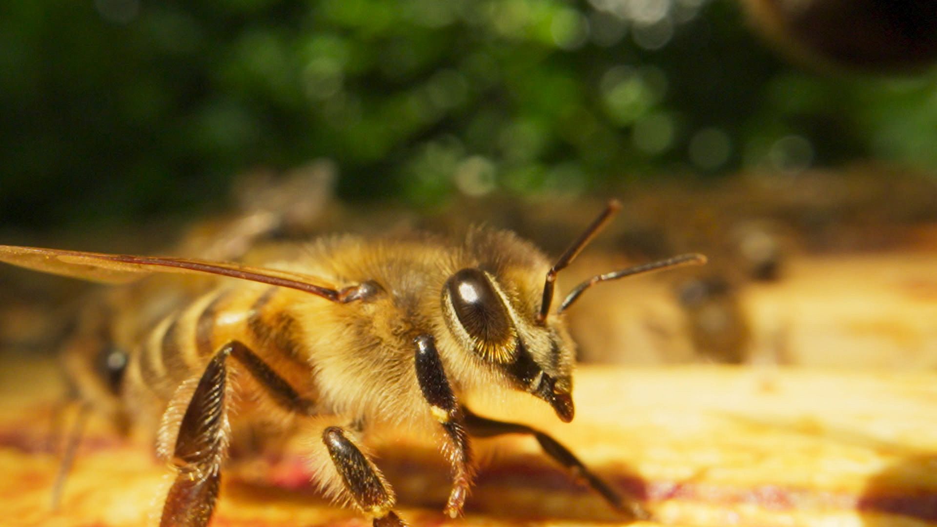 Paris, Hauptstadt der Bienen
