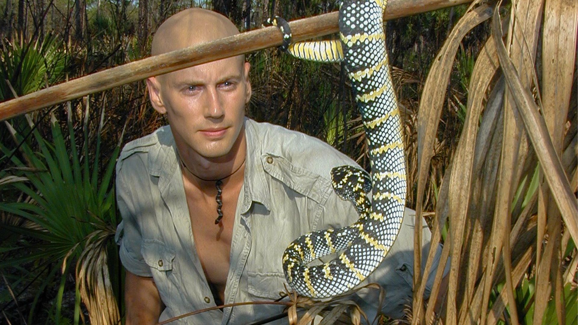 Taipan, die gefährlichste Schlange der Welt