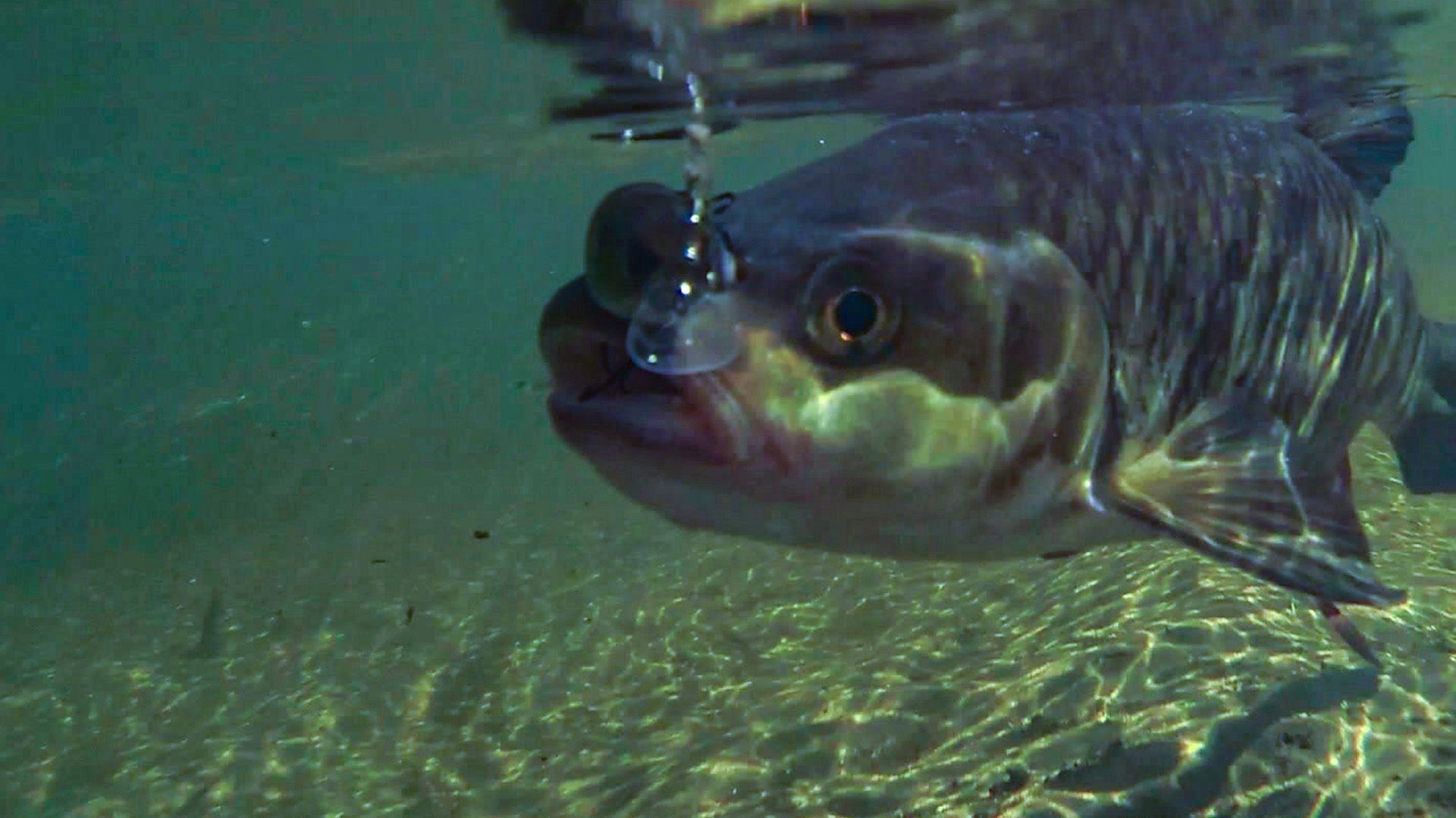 Angeln auf Döbel mit Wobbler