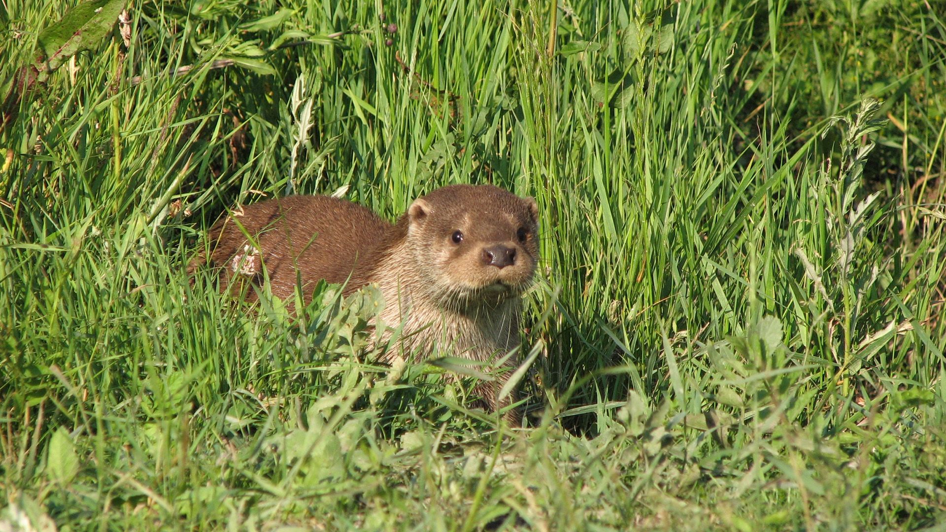 Der Otter-Mann von Ungarn