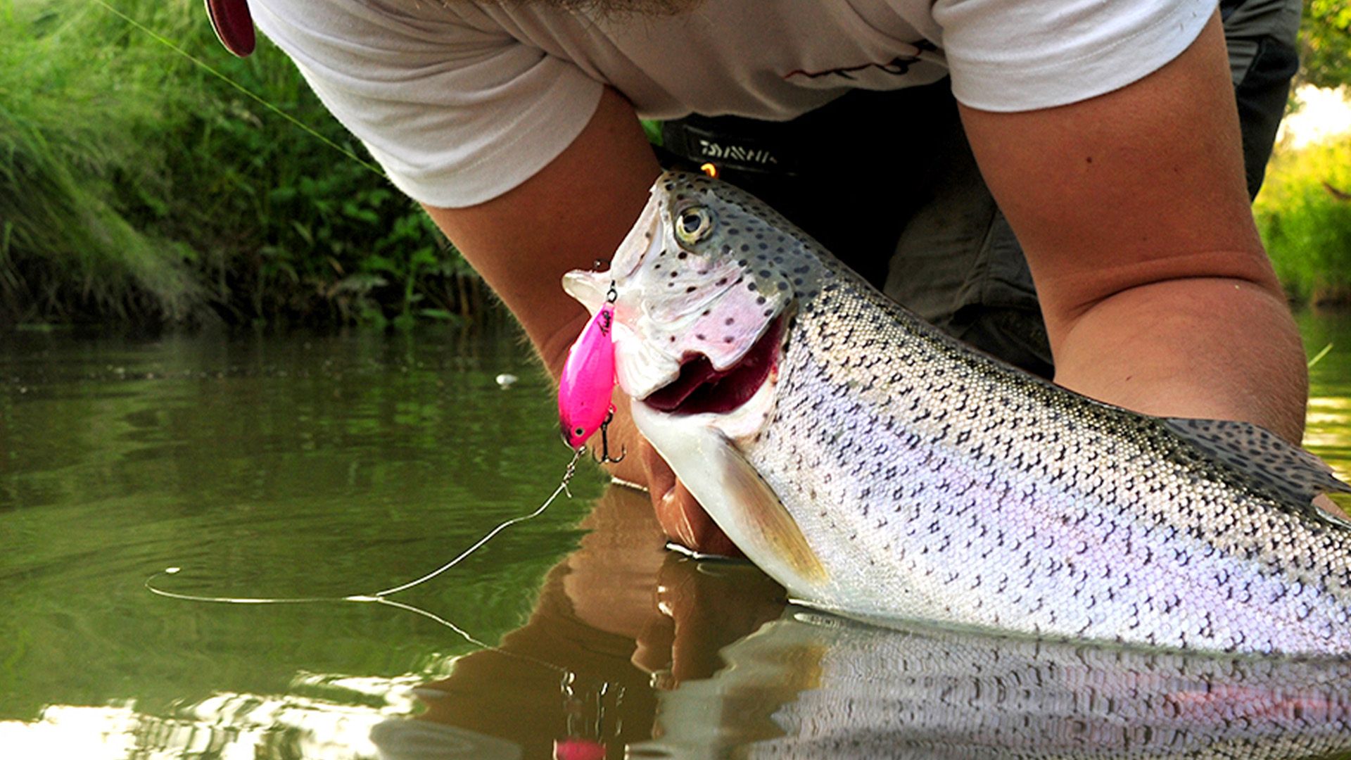 Topwater auf Forelle