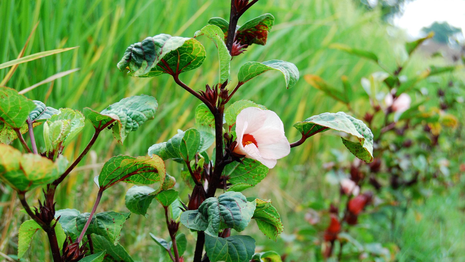 Der Kräutergarten von Java