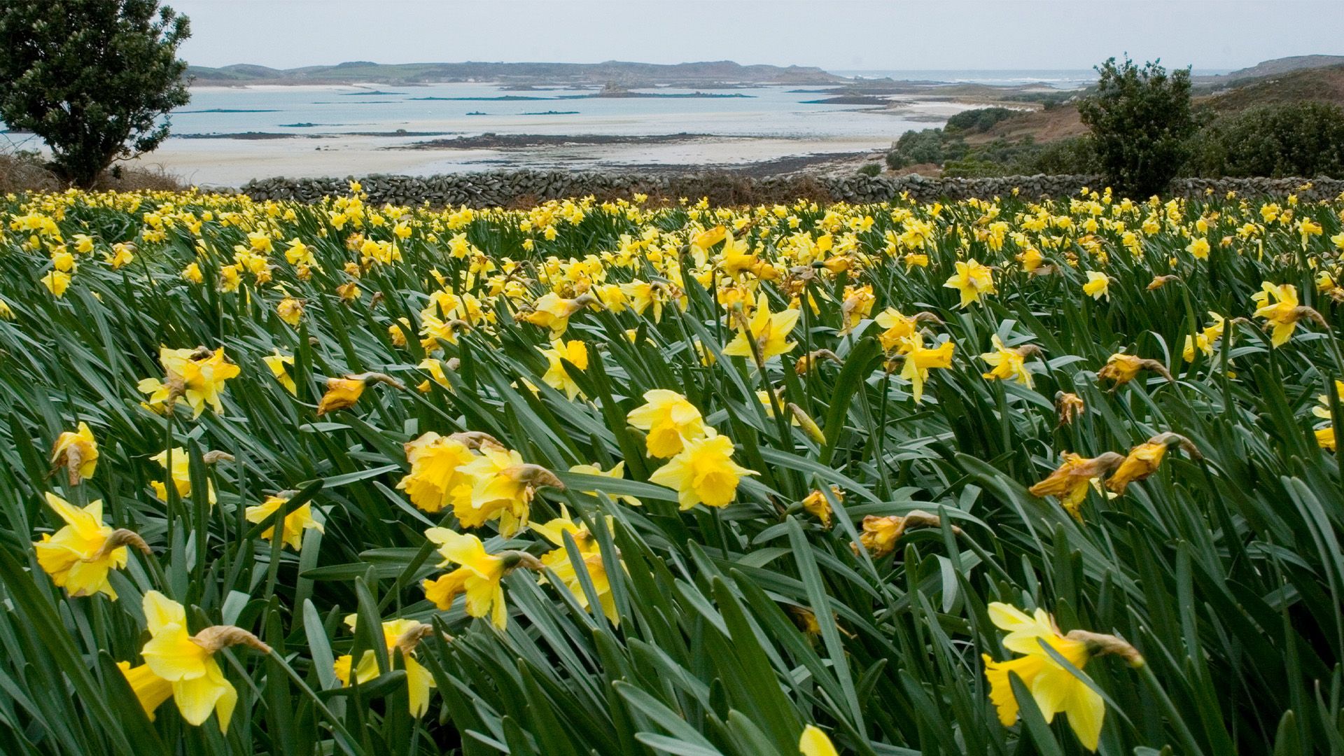 Die Narzisseninsel vor Cornwall