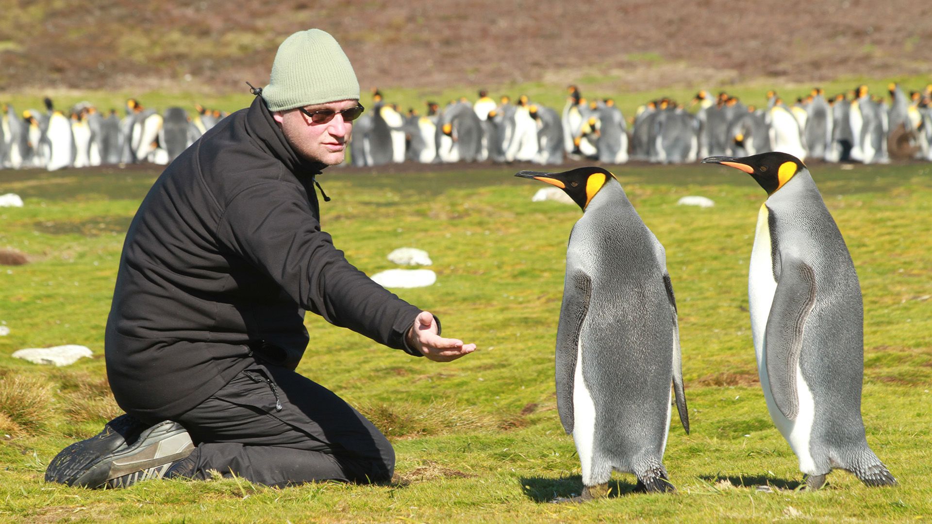 Falklandinseln, Pinguine auf dem Vormarsch