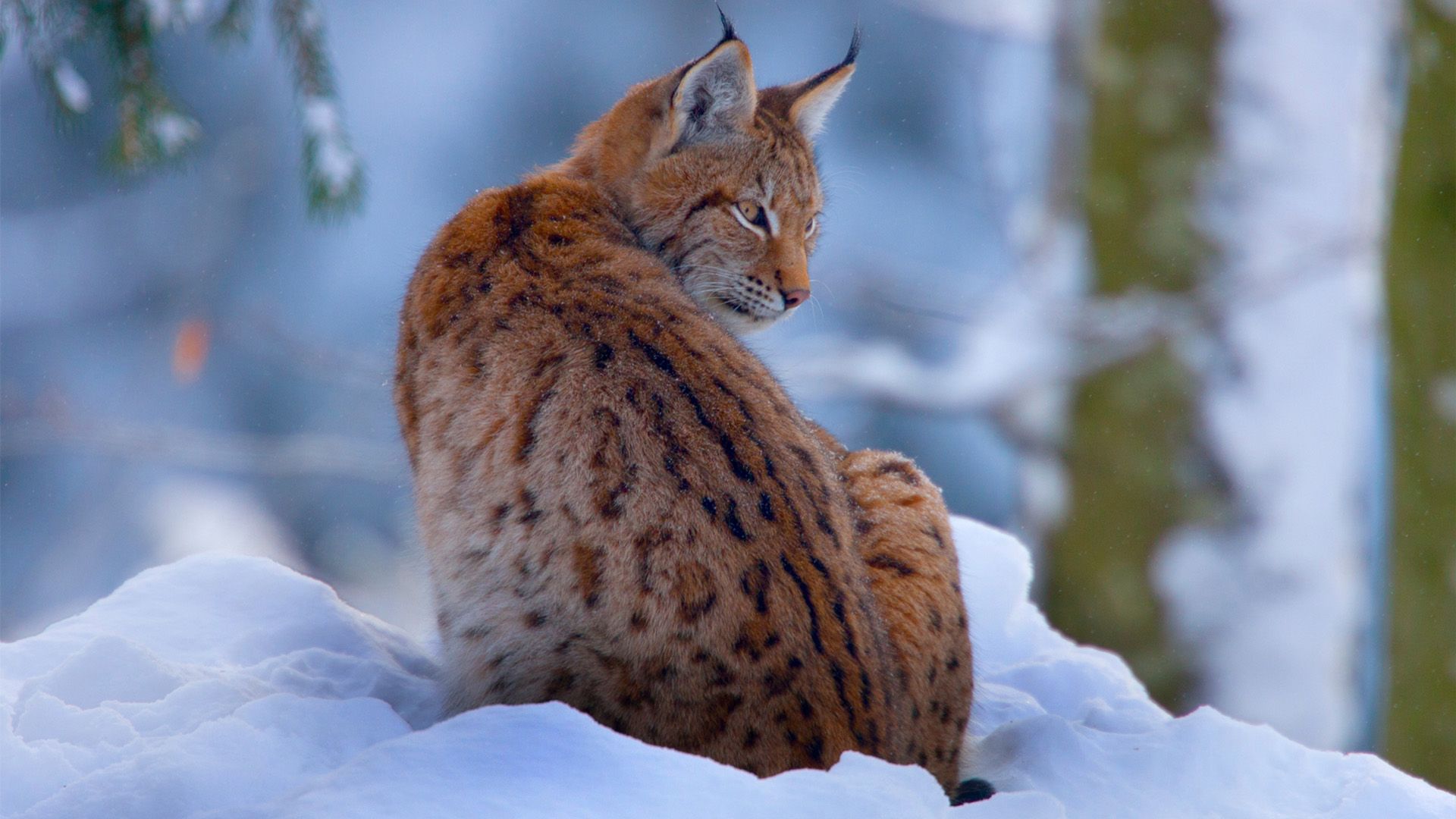 Winterwildnis - Tierische Überlebenskünstler