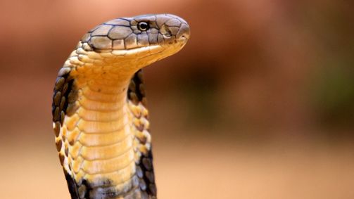 Wildes Überleben Wildes Überleben Folge 5: Tierische Kommunikation