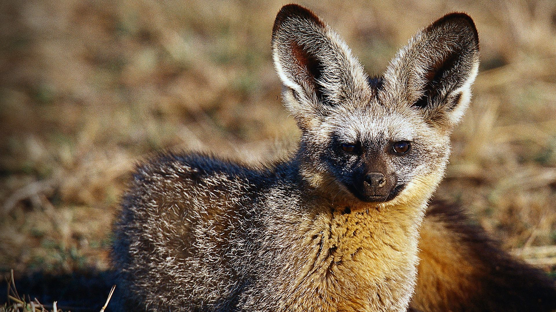 Namibias Löffelhunde - Lebenskünstler der Wüste