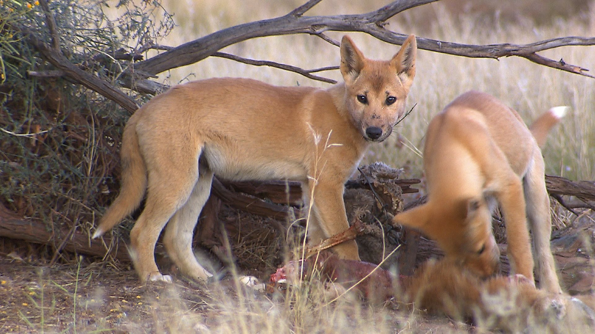 Der Dingo - Ein Wildhund im Fadenkreuz