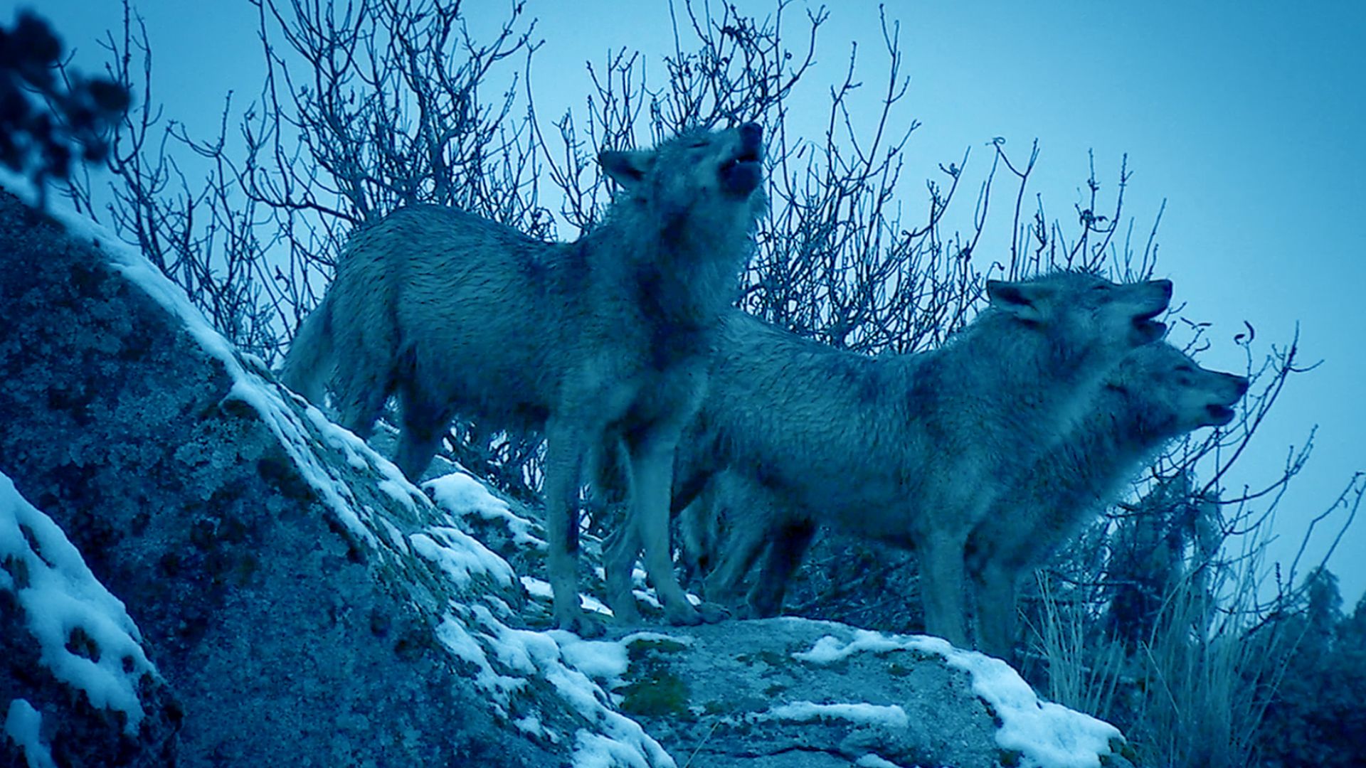 Wilde Überlebenskünstler - Wie Tiere kommunizieren