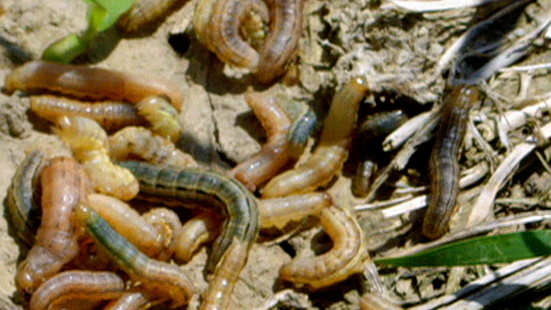Käfer und Raubwanzen