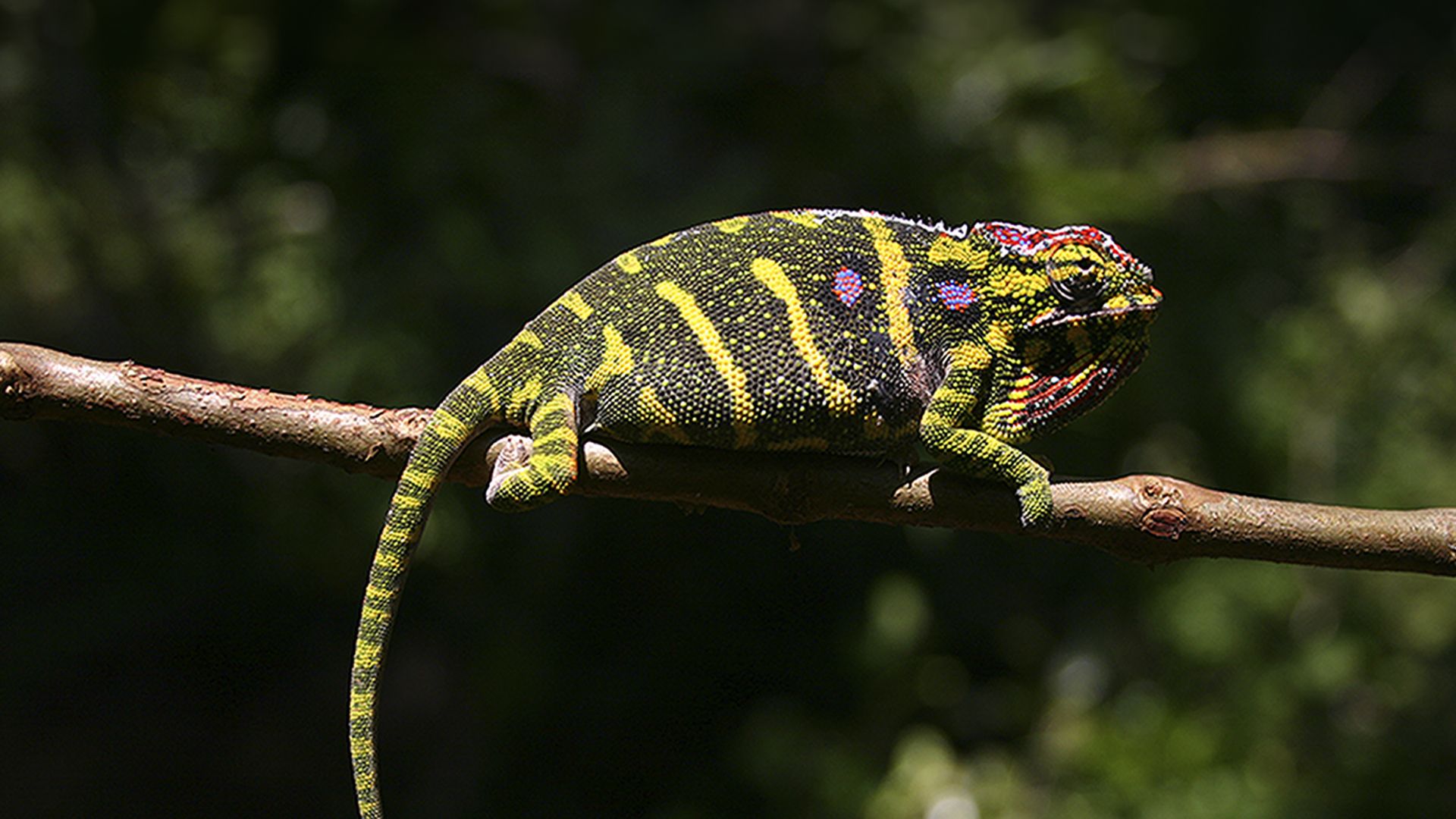 Madagascar - Land of the Chameleons