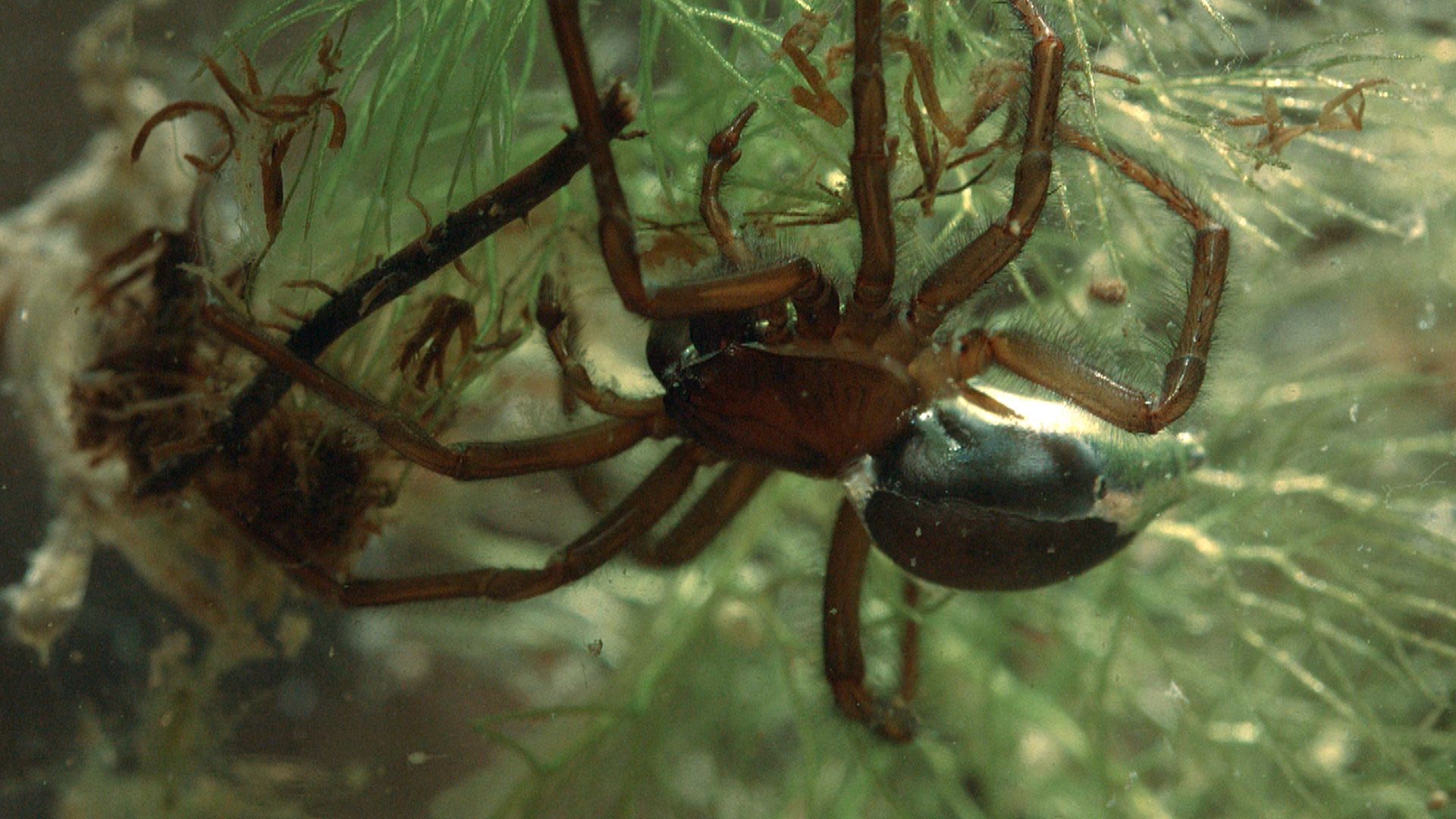 Von Natur aus wild