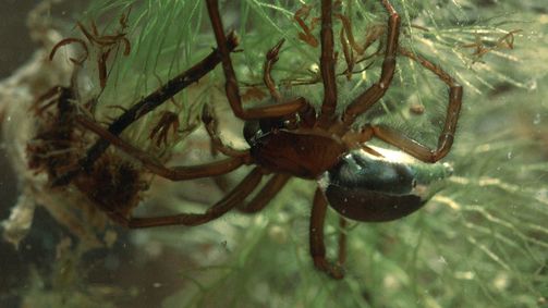 Wildes Überleben Wildes Überleben Folge 6: Von Natur aus wild