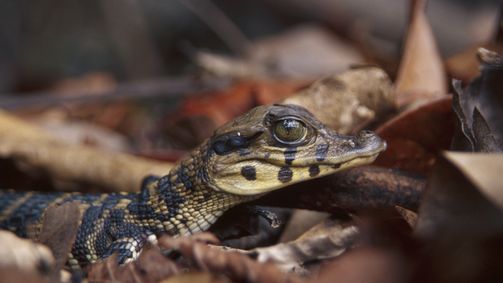 Tief im Regenwald Tief im Regenwald Folge 1: Im Bann des Kaimans