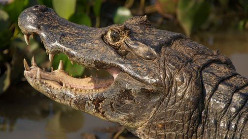 Wildes Überleben Wildes Überleben Folge 1: Geborene Jäger
