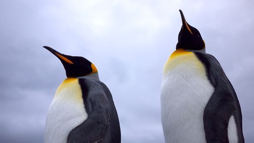 Wildes Überleben Wildes Überleben Folge 3: Leben in Extremen