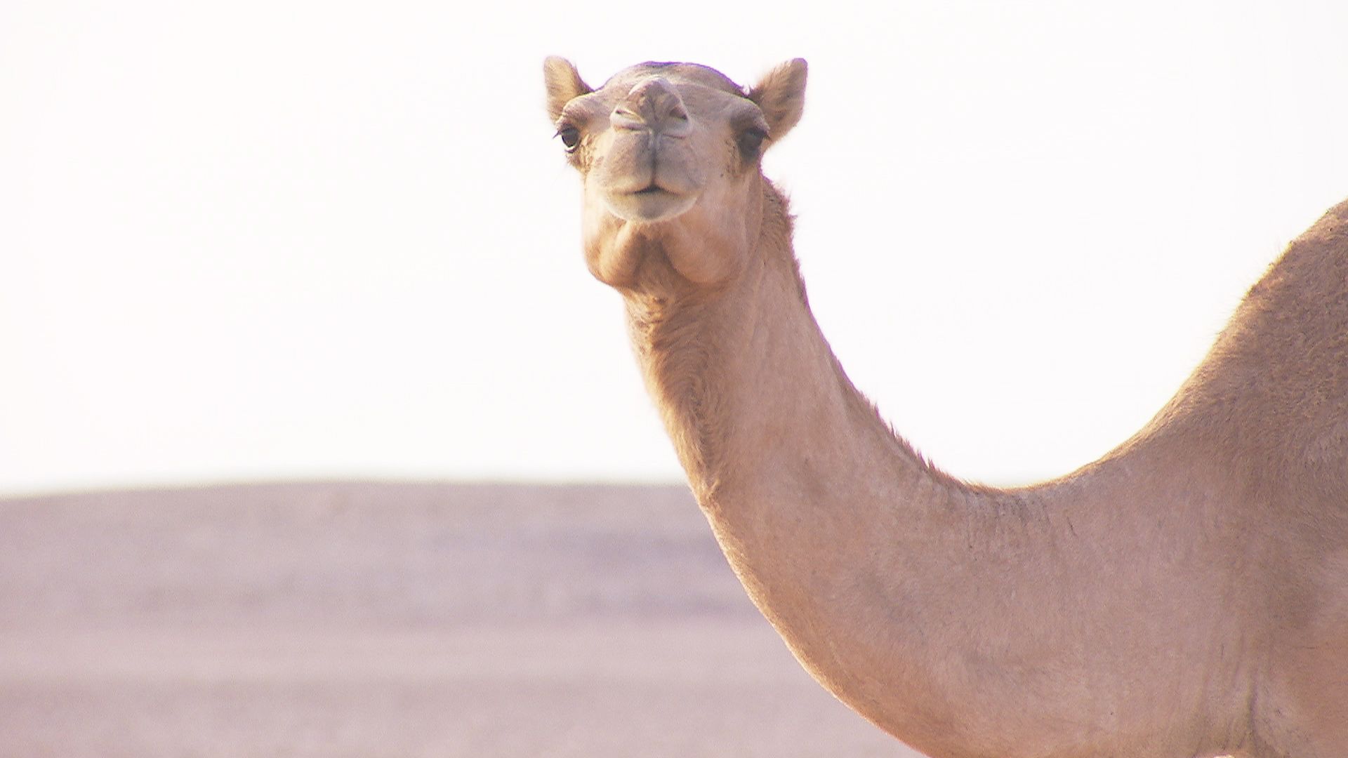 Oman
