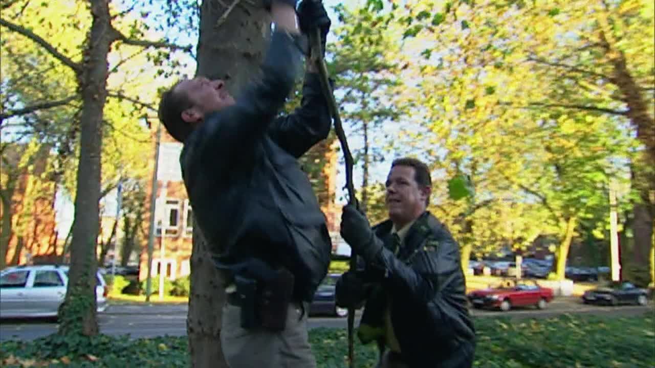 Toto & Harry spielen Tarzan