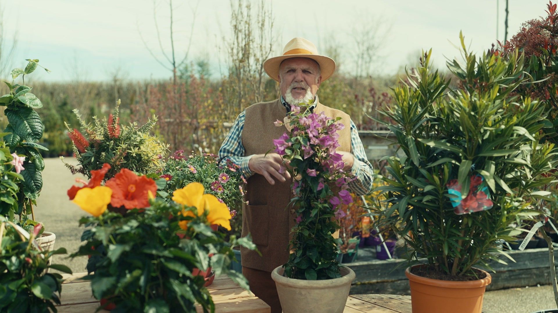 Garten-Tipps von Josef Starkl: Kübelpflanzen und Sommerblumen