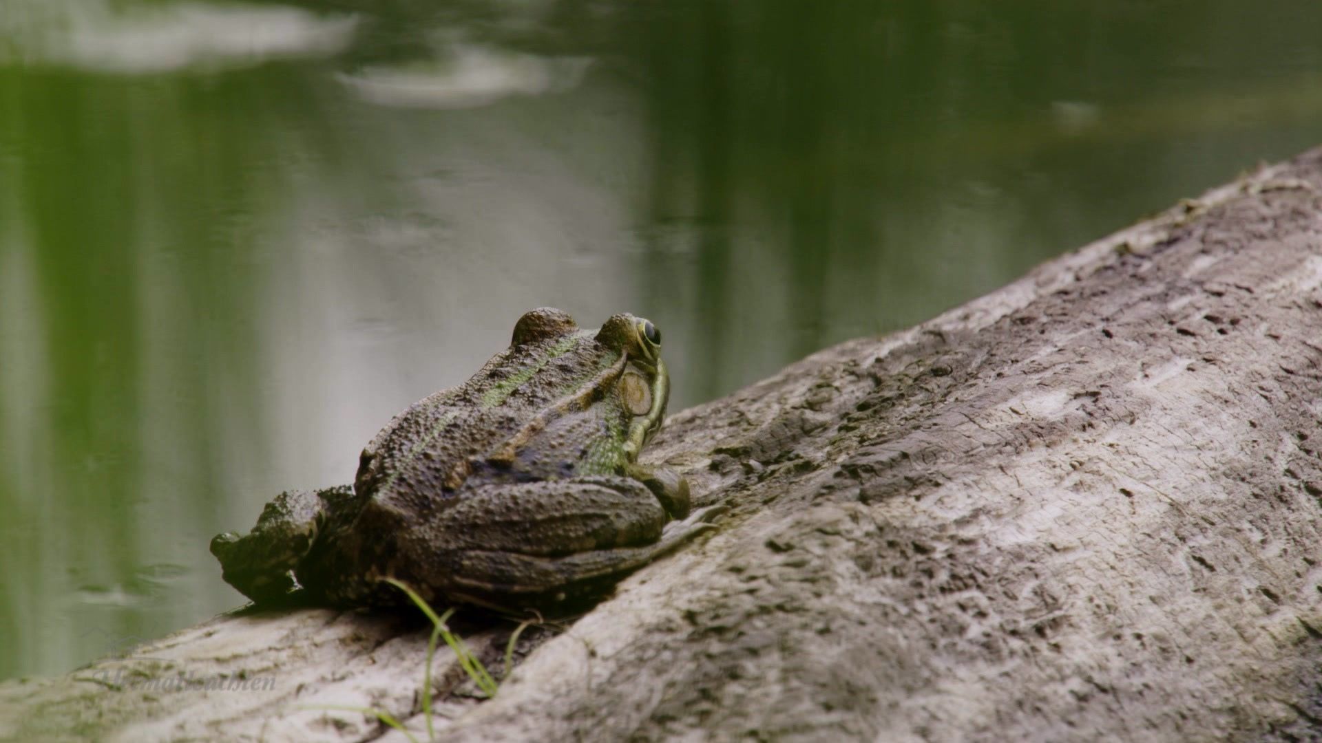 Unsere Nationalparks - In den Donau-Auen