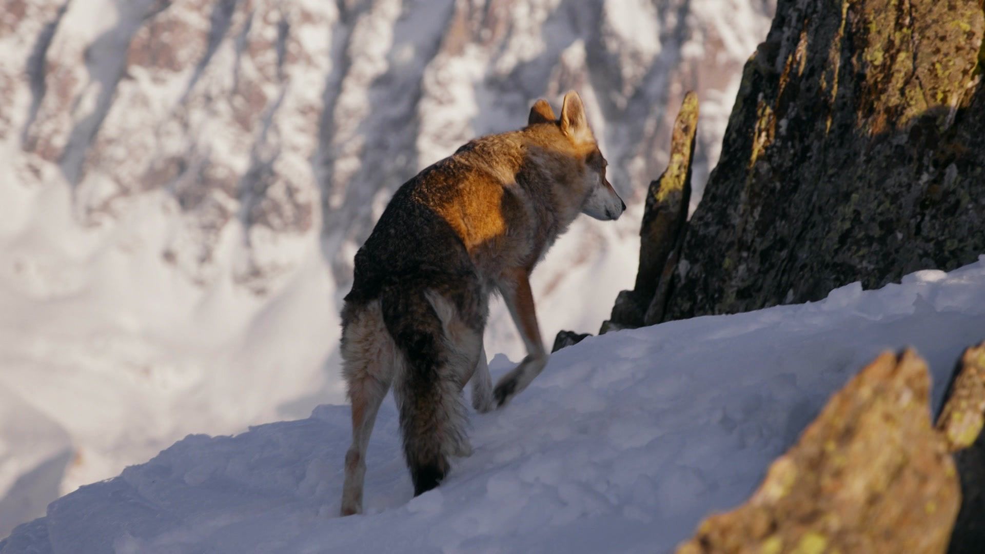 Wolfswege