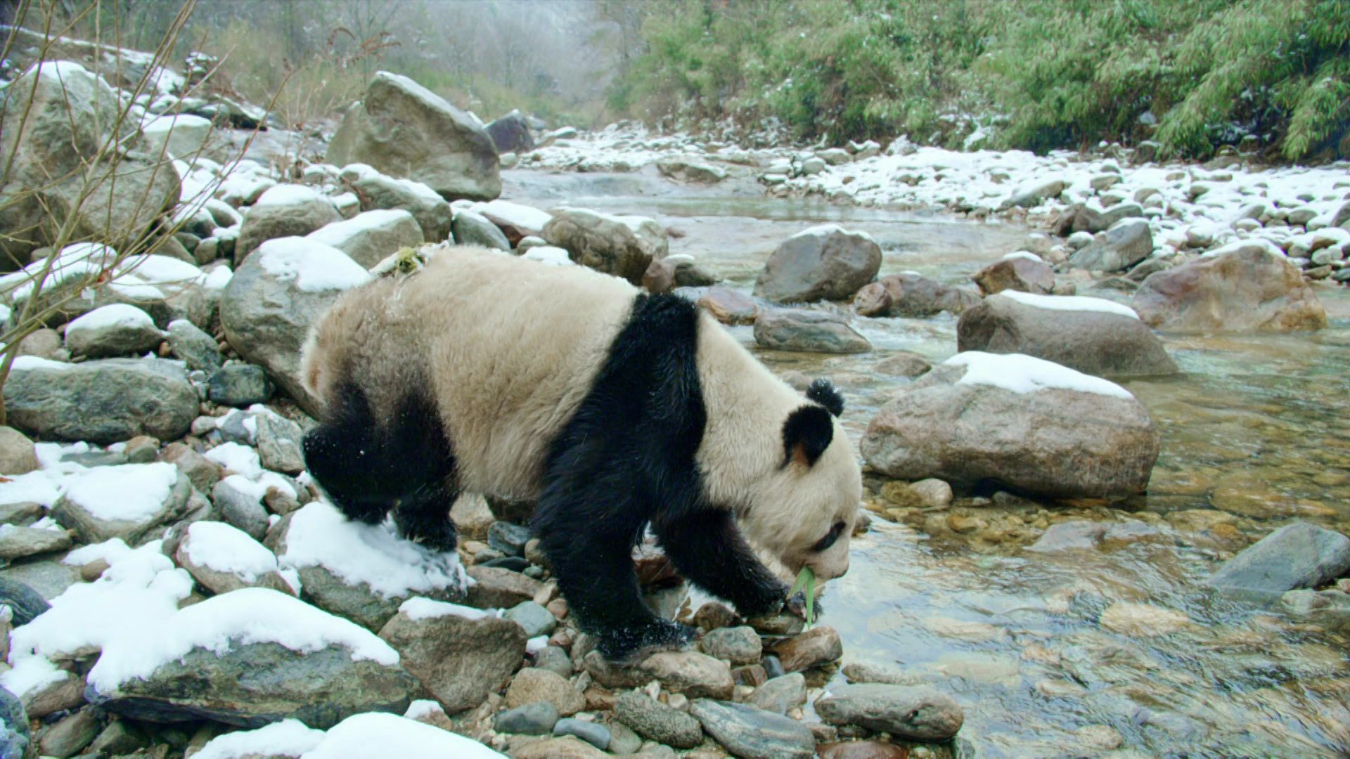 Pandas hautnah!
