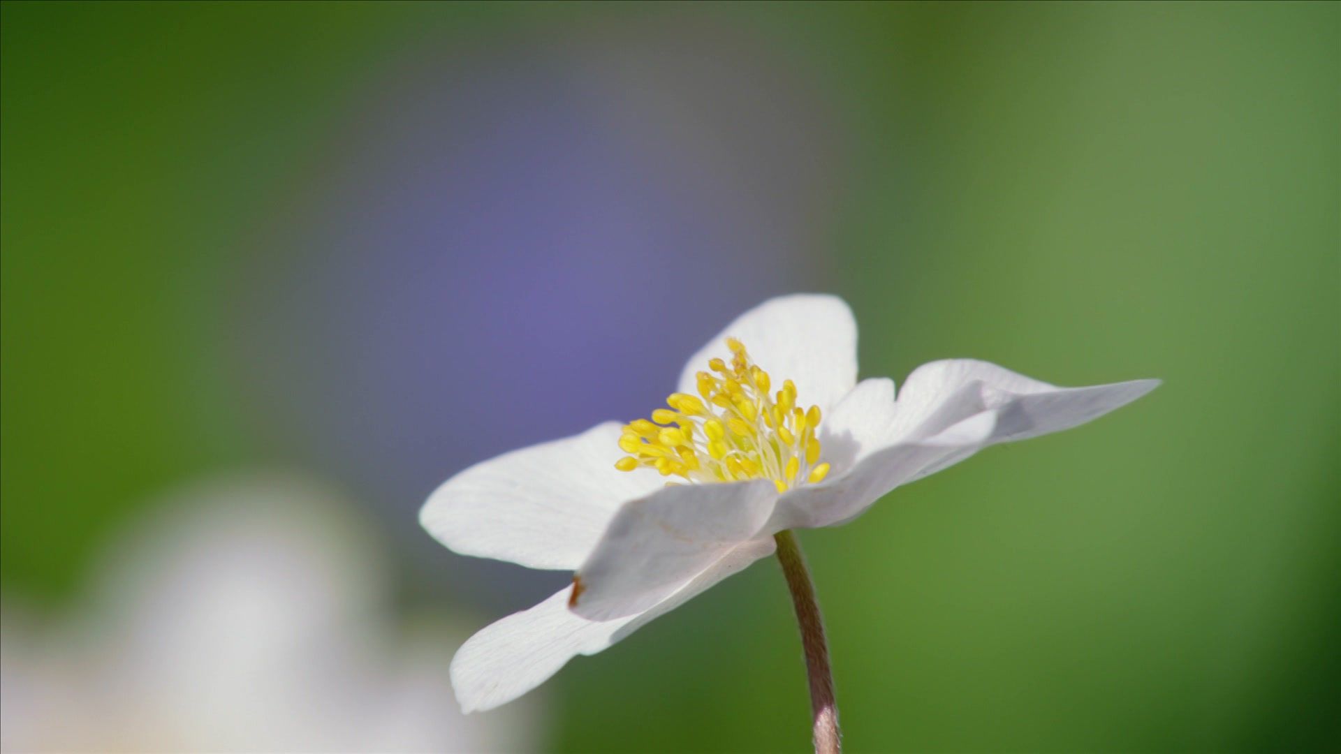 Ziemlich wilde Bienen
