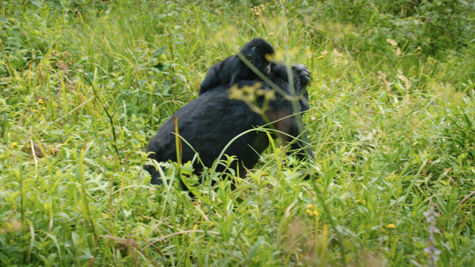 Wildes Uganda