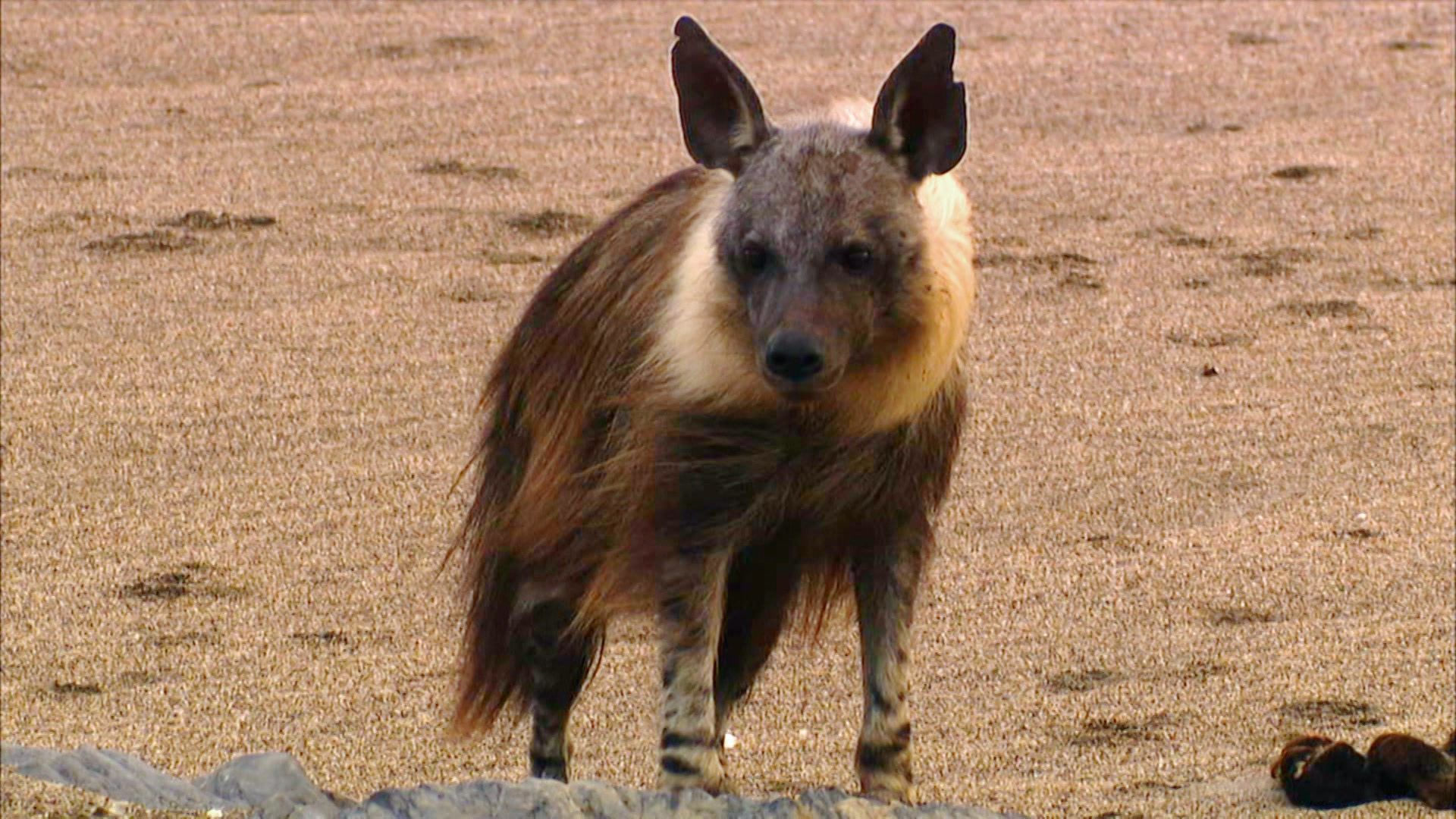 Strandwolf