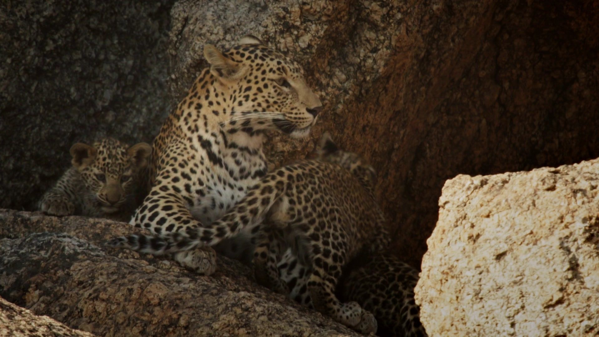 Der Fels der Leoparden