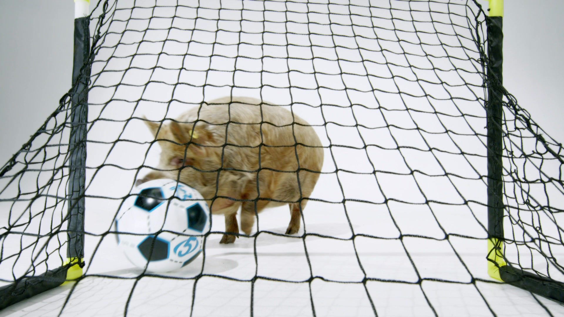 Die fabelhafte Welt der Schweine