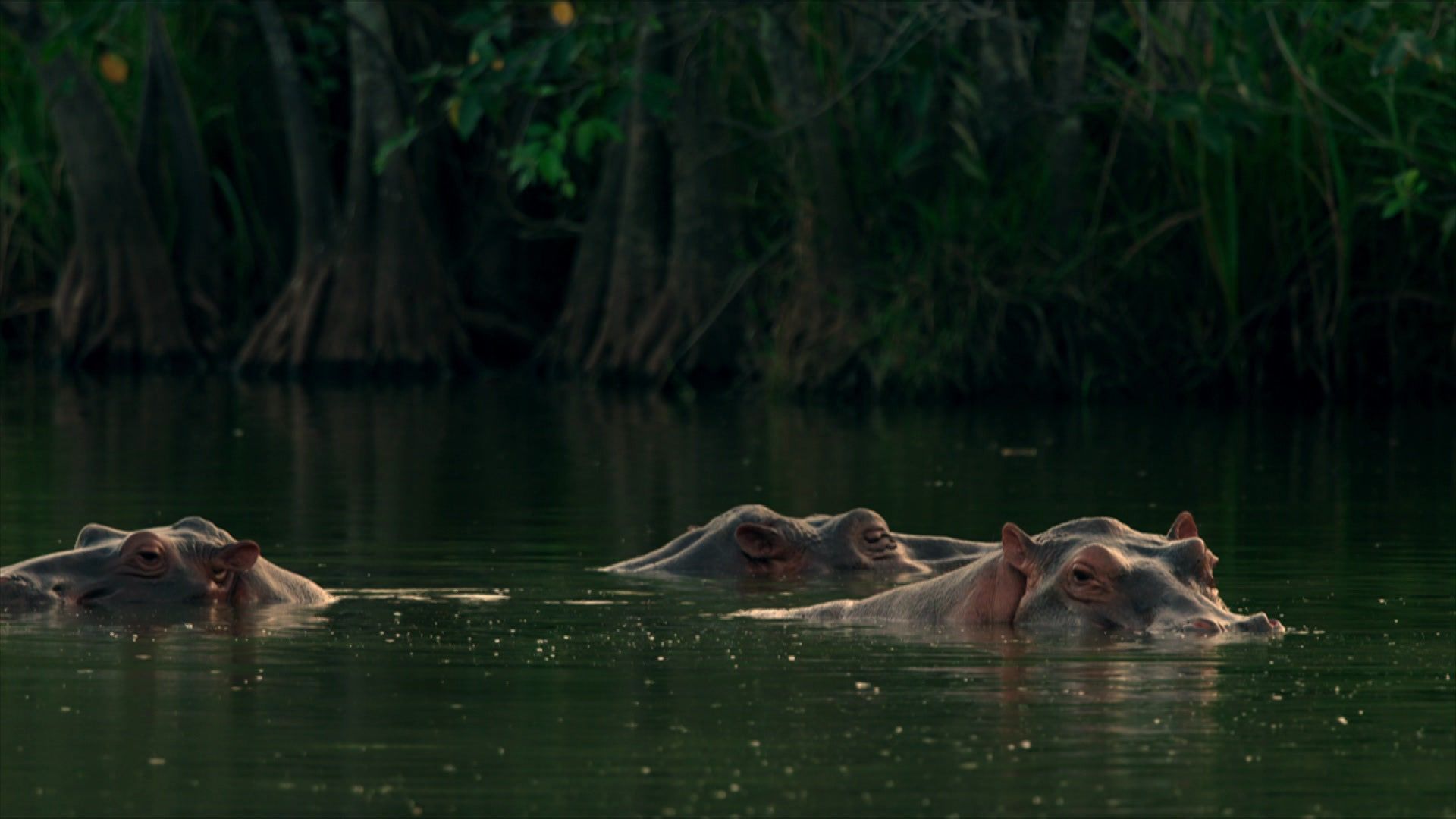 Die Hippos sind los - Pablo Escobars Erbe