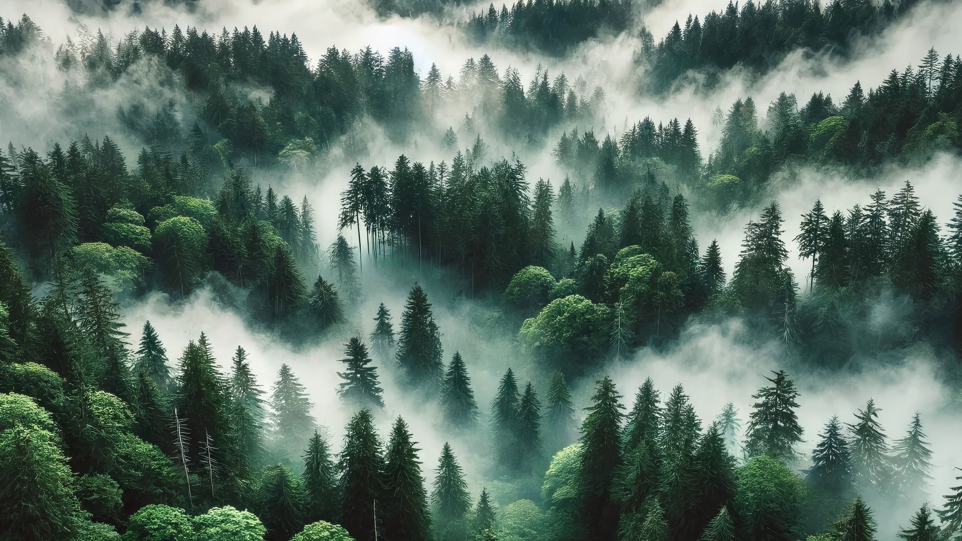 Deutschlands Wald im Wandel