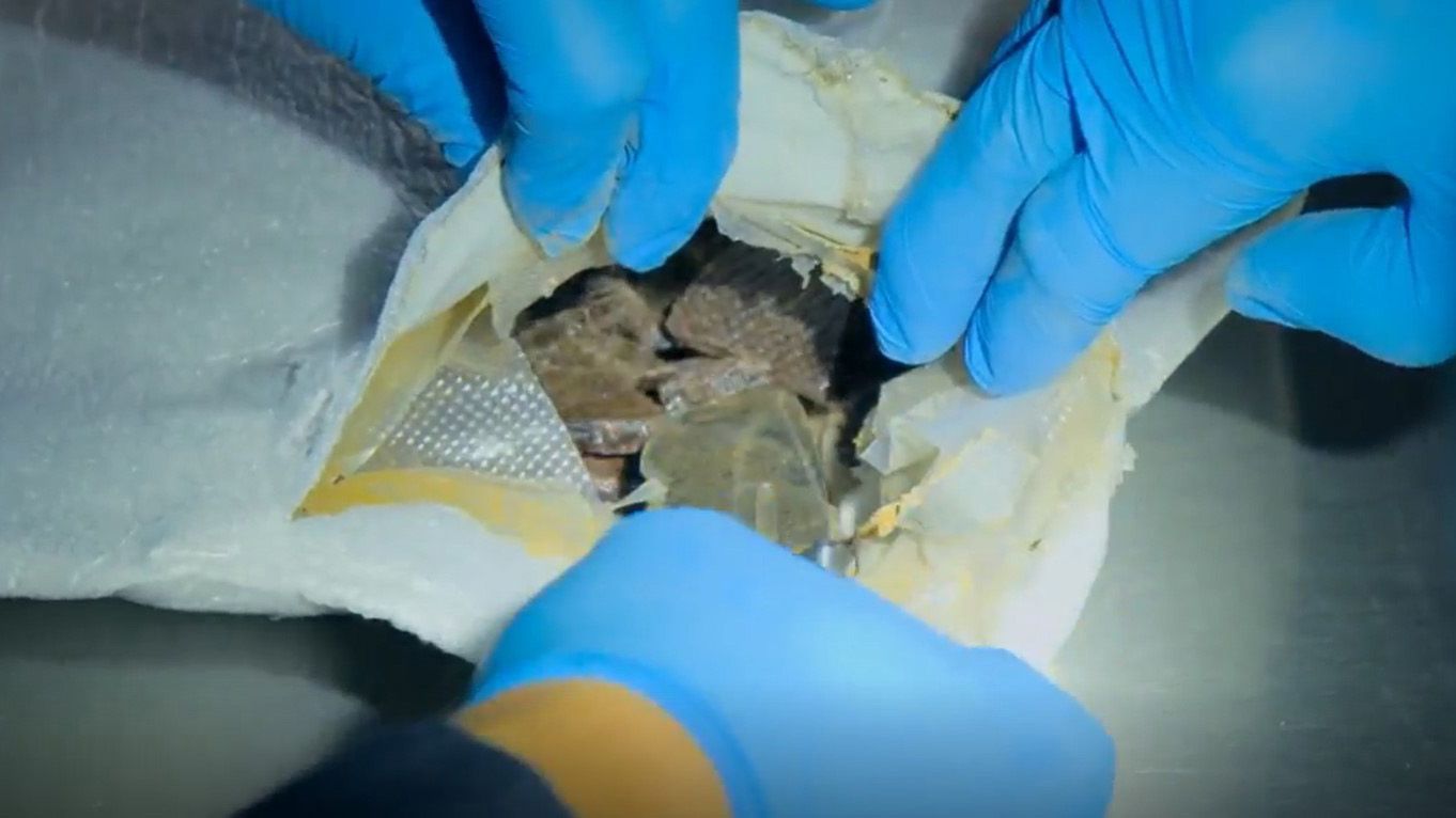 Border Patrol USA - Einsatz an Mexikos Grenze: Folge 1