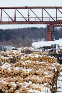 Fertighäuser - Vom Baum zum Eigenheim