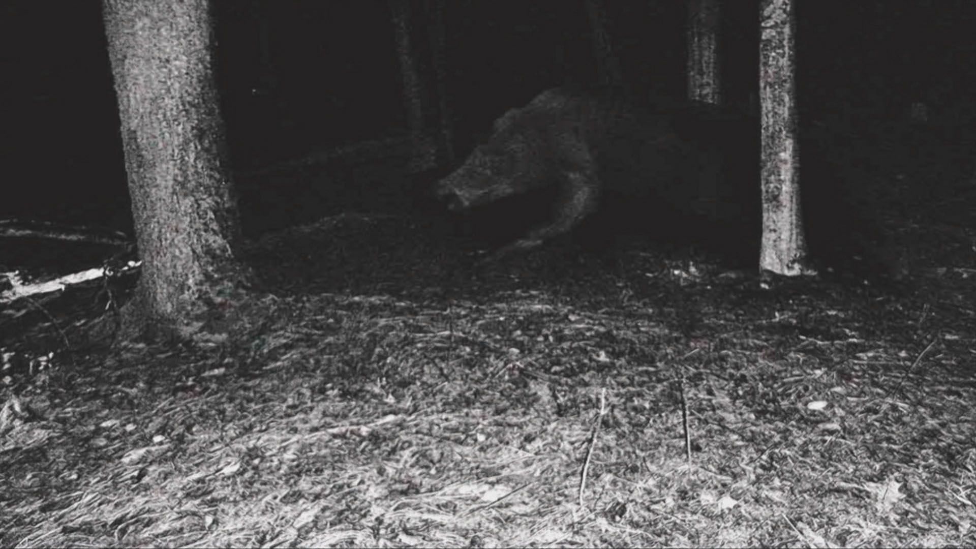 Das Monsterschwein von Hocking Hills