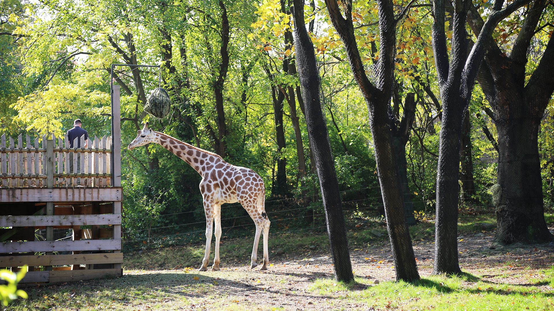 Giraffen-Dating mit Hindernissen