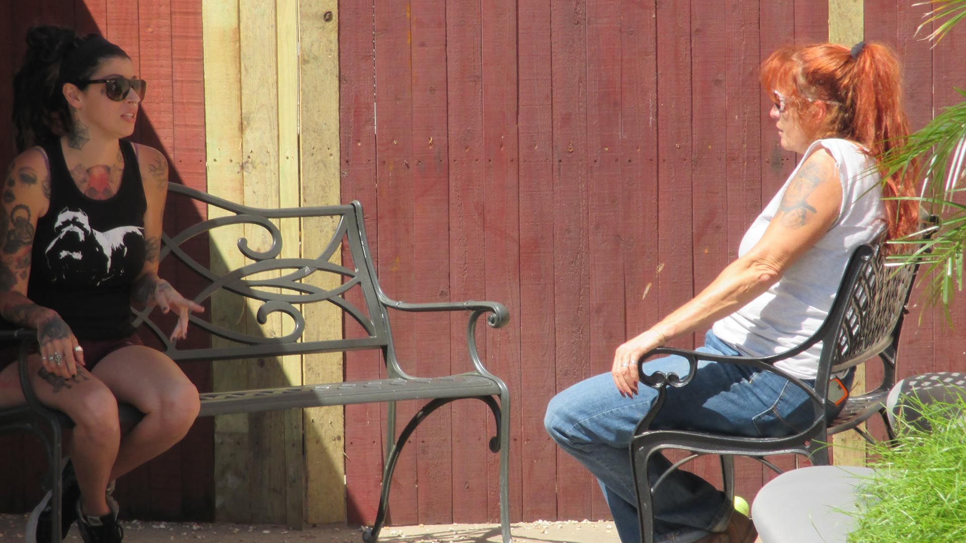 Ein Streuner zeigt Zähne