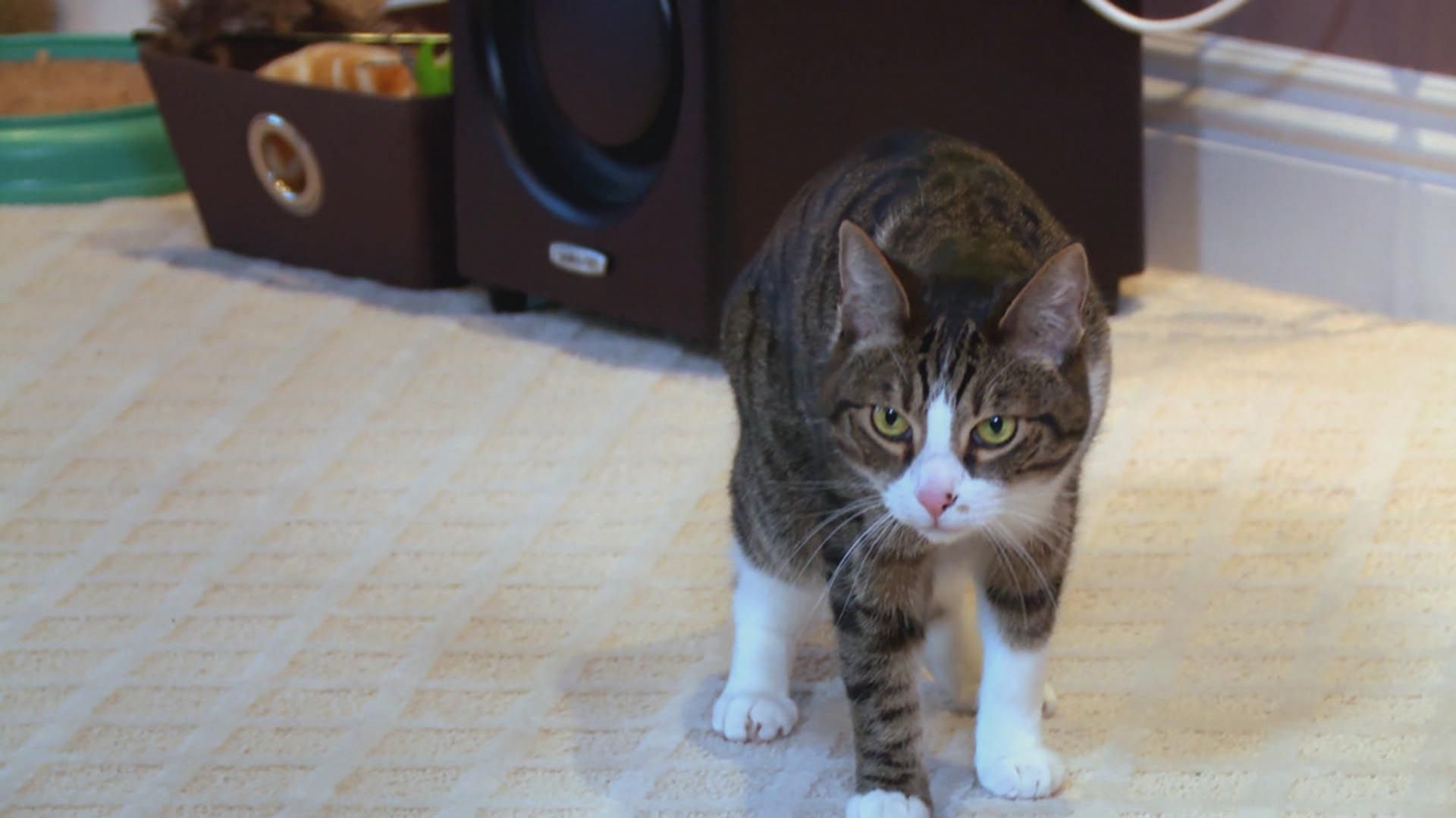 Katzen-Gangs im Clinch